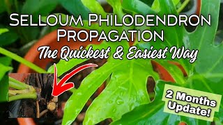 Selloum Propagation The Quickest amp Easiest Way philodendron houseplants planttips selloum [upl. by Yatnahc]