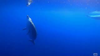 Gervais beaked whales [upl. by Eizeerb]