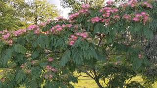 Albizia julibrissin var boubri [upl. by Norse]