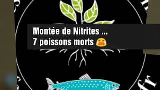 Montée de Nitrites 😭 7 poissons morts  Ferme pédagogique Aquaponique [upl. by Ikiv]