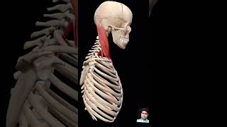 skeletalsystem humananatomy animation skeletal humanbody neet doctor skeletalsysyem love [upl. by Eniagrom]