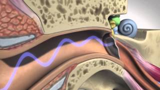 How Hearing Works  Anatomy [upl. by Hackett]