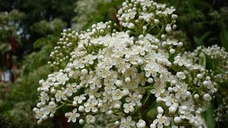 Photinia x fraseri Red Robin Fotinia TM VIDEOS Youtube [upl. by Bonnie686]