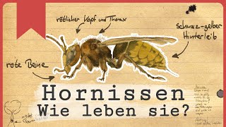 Hornissen  Die fliegenden Riesen [upl. by Namyw]