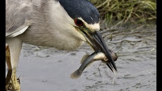 Black Crowned Night Heron the amazing goby hunter 4K [upl. by Madalyn41]