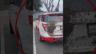 Bees Swarm On Car 😱 [upl. by Zetrauq]