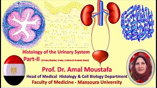 Histology of the Urinary Bladder ureter urethra prostate Dr Amal Moustafa [upl. by Eniaral111]