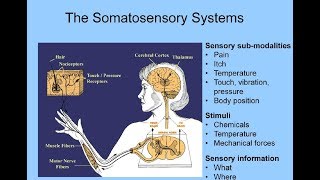 Somatosensory System [upl. by Nick610]