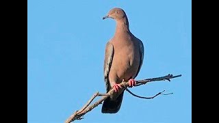 Tiro a 80 metros CACERIA DE PALOMAS La torcaza boba o paloma boba Patagioenas inornata [upl. by Carlson925]