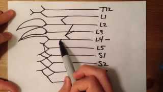 How to Draw the Lumbosacral Plexus [upl. by Defant]