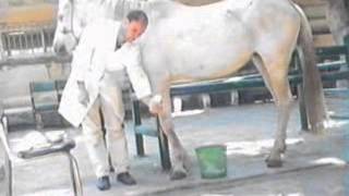 Blister application in horse [upl. by Cumings790]