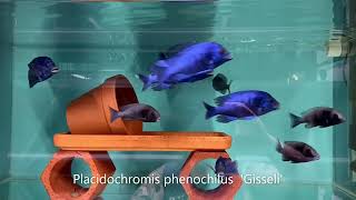 Integral Aquatics Placidochromis sp phenochilus “gisseli” [upl. by Clerc]