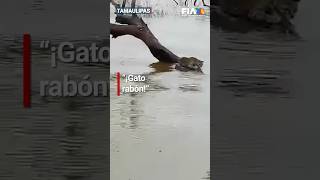 Captan a ocelote varado en la presa Vicente Guerrero en Padilla Tamaulipas 🙁 [upl. by Charley943]