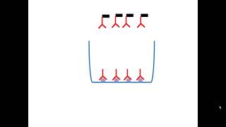 Test Elisa indirect [upl. by Jacquie392]