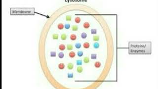 اسهل طريقة لشرح اليسوسوم Structure amp Function of Lysosomes  A Level Biology [upl. by Naahsar]