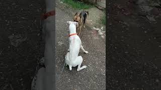 Boxer dog German 💕 Diljit song Panjabi diljit dog boxerdog short shortvideo ytshorts ytviral [upl. by Acnaiv34]