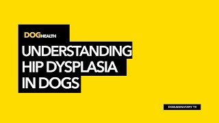 UNDERSTANDING HIP DYSPLASIA IN DOGS [upl. by Siuraj]