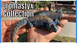 UROMASTYX ROOM TOUR [upl. by Zwick229]