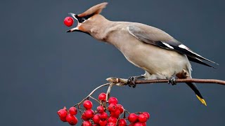 Bohemian Waxwing [upl. by Nnylatsyrc]