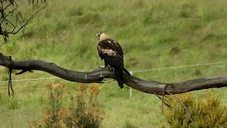 Wedge Tailed Eagle on Branch [upl. by Eseuqram]