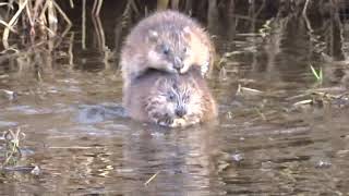 Ondatra  Ondatra zibethicus  Muskrat [upl. by Neitsirk]