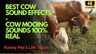 Best Cow Sound Effects 4K  COW SOUNDS Cows cows cows and more cows Real farm cows [upl. by Charmain989]