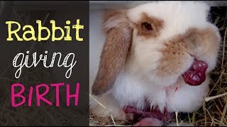 Holland Lop Rabbit Giving Birth [upl. by Sset]