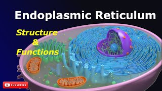 Endoplasmic Reticulum Structure and Functions SER RER Cell biology Biology [upl. by Loralee371]