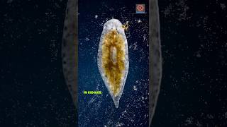 Amazing regeneration ability of planarian  flatworm [upl. by Alyakem150]