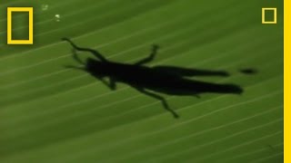 Anolis Lizard Love  National Geographic [upl. by Erlewine]