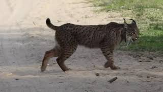 Iberian Lynx  Doñana National Park [upl. by Atilamrac]