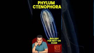 Phylum CTENOPHORA l Animal kingdom l ncertbiology neet science viral neetpreparation shorts [upl. by Bliss]