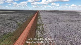 Così il cotone «illegale» del Brasile arriva in Europa e deforesta il Cerrado [upl. by Eymaj]