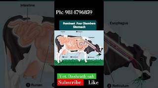 Ruminant AnimalEsophagus Rumen Reticulum Omasum AbomasumDigestive system in Ruminant Animal [upl. by Godred]