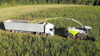 ENSILAGE MAÏS 2021 avec 25 sangliers  😱 CLAAS Jaguar 960TT amp Semiremorque au champs [upl. by Bittner]