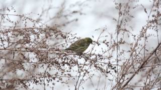 Vroege Vogels  Europese kanarie [upl. by Aidekal673]