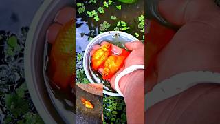 Full Loded Gold Fish  short shorts shortsvideo youtubeshorts minivlog trendingshorts [upl. by Zed143]