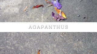 Agapanthus  care growth requirements [upl. by Anitsugua]