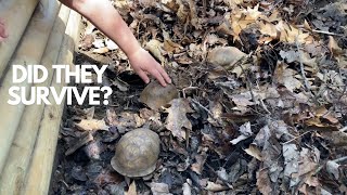 Box Turtles  Did They Survive the Winter [upl. by Huntingdon]