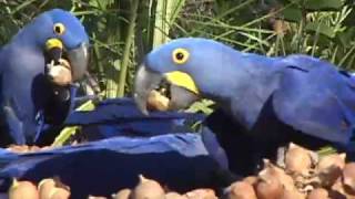 Hyacinth Macaws feeding in Brazil [upl. by Einnep]