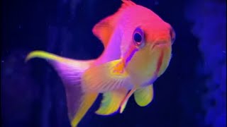 Lyretail Anthias [upl. by Gaivn]