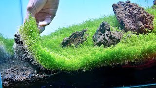 Monte Carlo Aquarium Plant  Planted Aquarium  Aquascape [upl. by Fish]