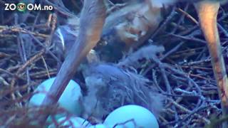 Newly hatched heron chick [upl. by Roze]