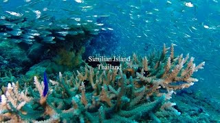 Scuba diving Similan Island Phangnga Thailand [upl. by Catha732]