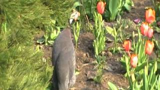 helmeted guineafowl sings [upl. by Nuaj374]