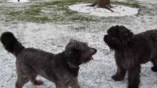 Bouvier Des Flandres Puppy 9 months old in the snow for the first time [upl. by Akemit]