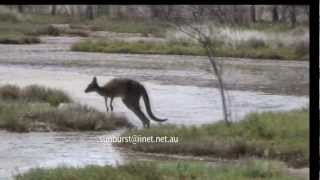 Awesome Kangaroo Jumping through the Bush in Australia [upl. by Concepcion]