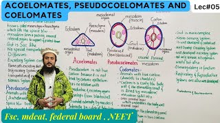 CoelomOrganization of coelom in diff gradesTypes of CoelomEvolutionTheoriesformation of coelom [upl. by Puri]