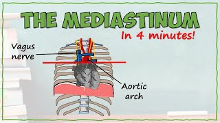 The Mediastinum [upl. by Sophronia73]