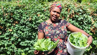 How to harvest African black nightshade Life in Finland  Managuilonake [upl. by Cozmo]